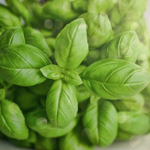 Organic Basil