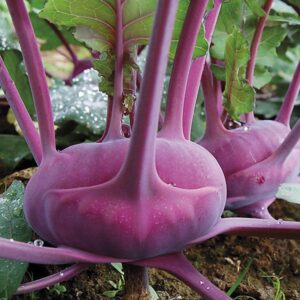 Organic Kohlrabi