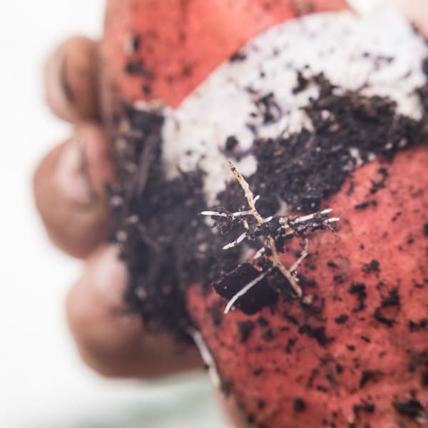 sweet potato roots sweet potato roots