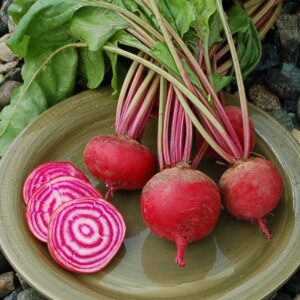 Organic chioggia beets on a green plate with some slides of beets showing the candy cane pattern.