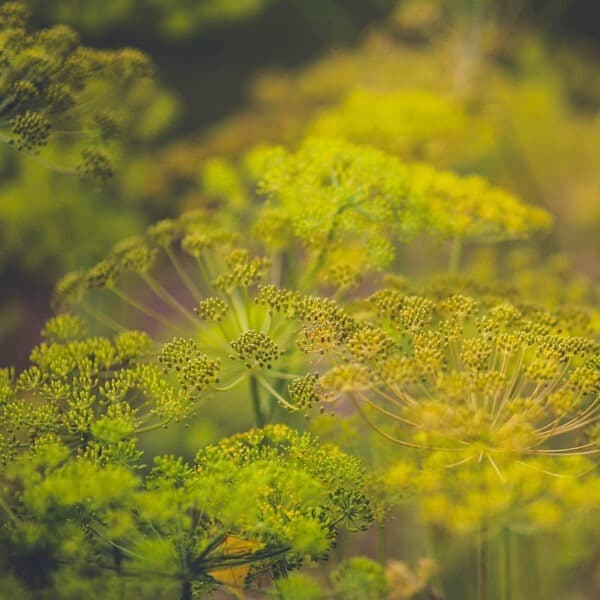 Organic Dill Flowers