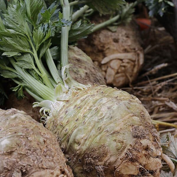 Organic Celery Root (Celeriac)