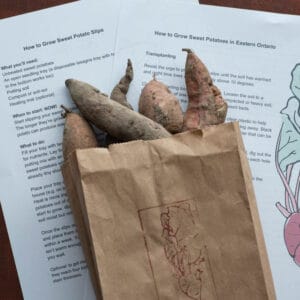 Pack of sweet potatoes for slipping in a brown paper bag with two sheets of instructions on how to grow slips and sweet potatoes