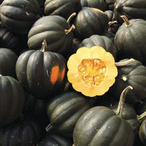 organic acorn winter squash with sweet yellow flesh