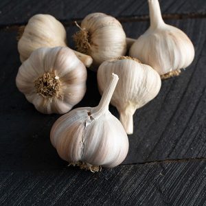 organic german red garlic with red stripes on a white skin