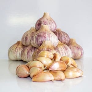 Organic purple stripe garlic
