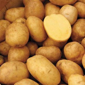 Organic german butterball potatoes with yellow skin and yellow flesh