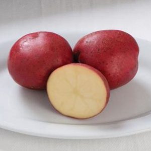 organic norland potatoes with red skin and white flesh