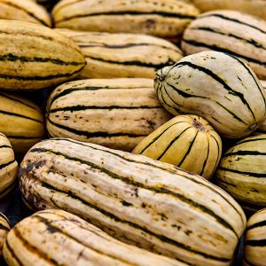 organic delicata winter squash piled high