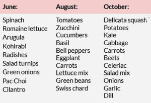 A table showing a example CSA share for June August and October