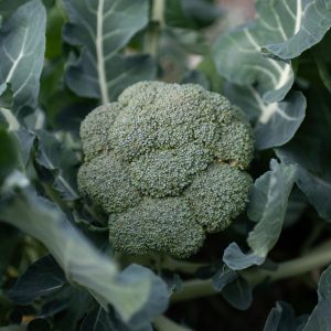 a head of broccoli growing on the plant