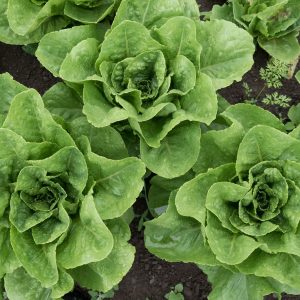 a group of three heads of green lettuce in the field