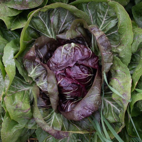 organic radicchio still on the plant, purple in colour with green leaves