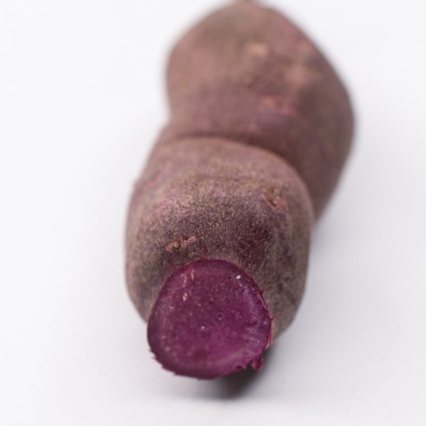 Unique purple flesh sweet potato variety bred for the colder climates of Ontario, Canada