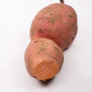 Unique sweet potato variety with pink skin and orange flesh - bred for the colder climates of Ontario, Canada