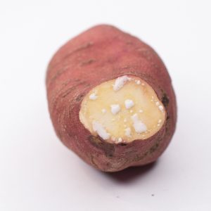 Unique sweet potato variety with bright pink skin and white flesh - bred for the colder climates of Ontario, Canada