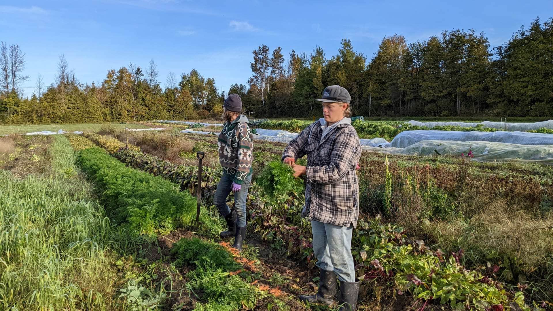 Organic Farm Job & Learning Opportunities Heartbeet Farm