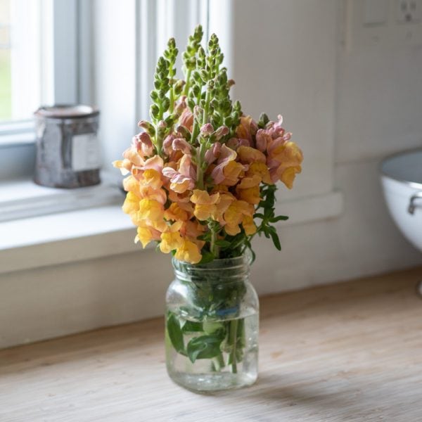 beautiful bouquet of snap dragon flowers in yellow and orange in a small clear glass jar on a wooden counter