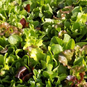 green and purple small leaf lettuce