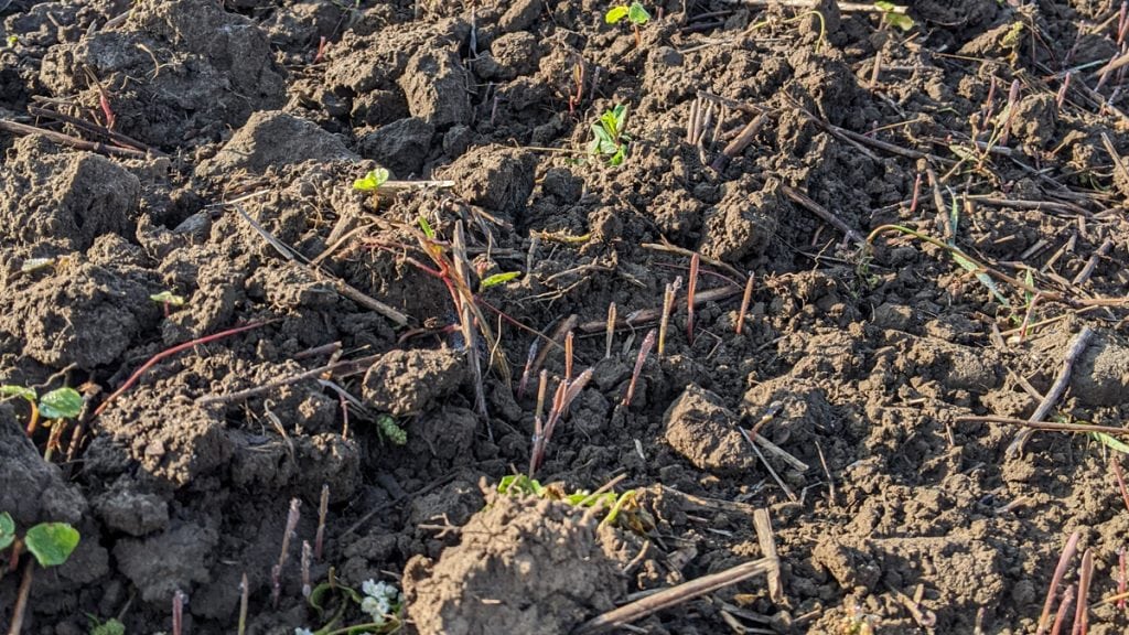 soil with sprouts of fall rye coming up to cover the ground over winter