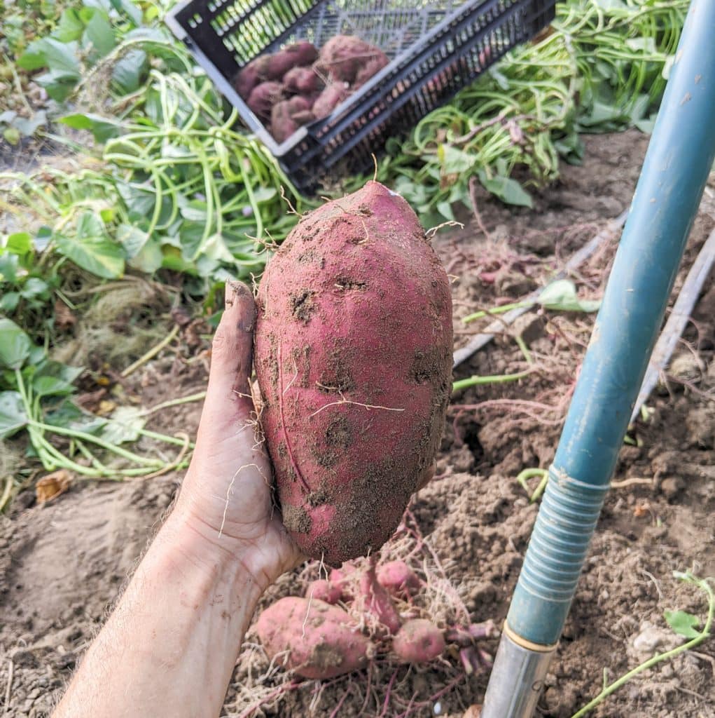 kate holding a beautiful magenta sweet potato fresh harvested