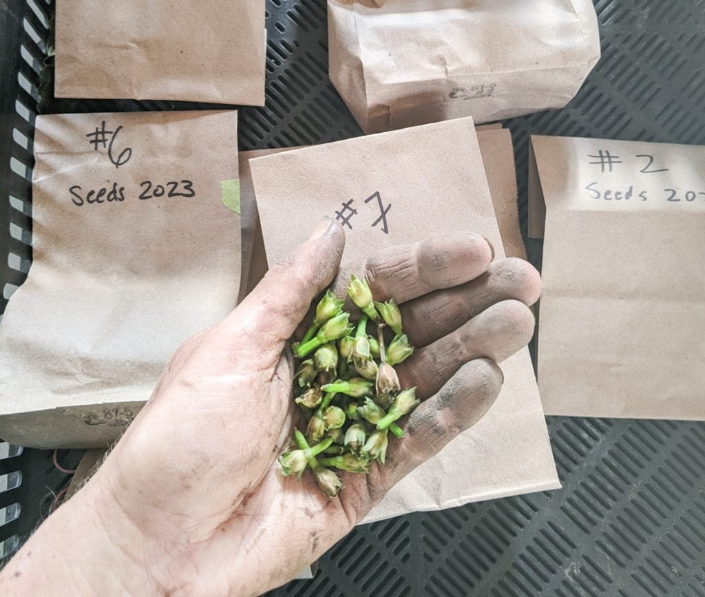 Kate holding sweet potato seeds harvested from plants in 2023.