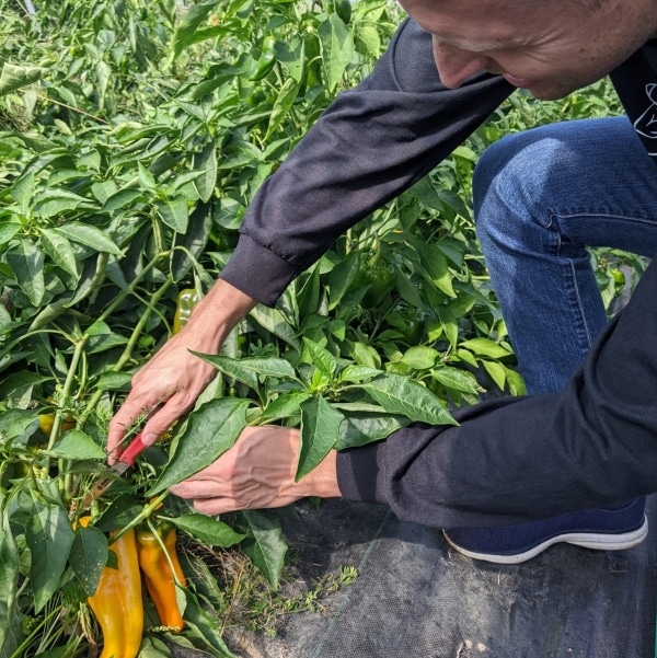 family member harvesting orange sweet peppers