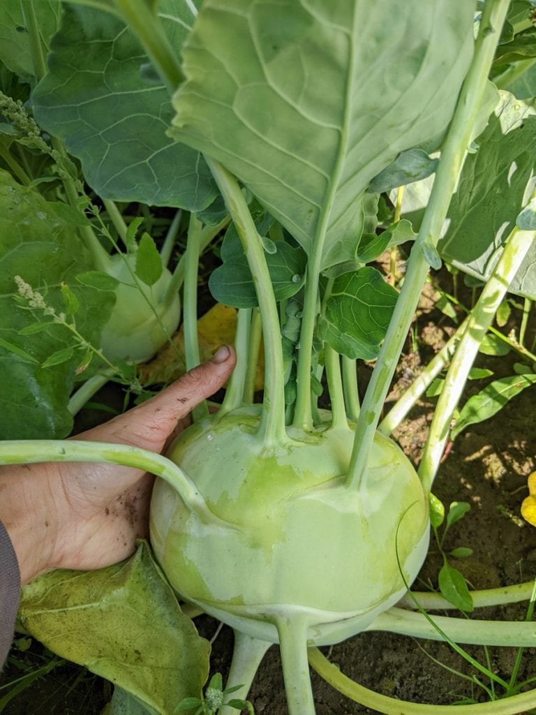 hand holding a large green storage kohlrabi with leaves