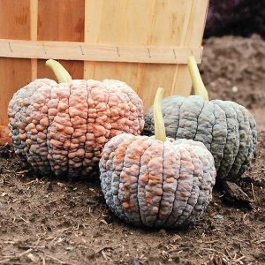 three black futsu pumpkins on the ground with their bumpy skin orange and chestnut in colour