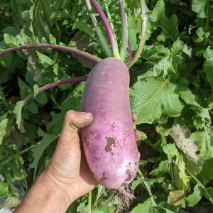 large purple organic daikon radish