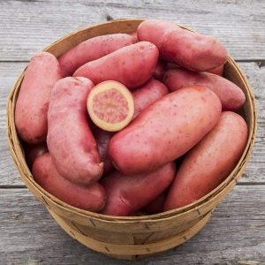 A basket of smooth red skin and yellow flesh organic French Fingerling potatoes.