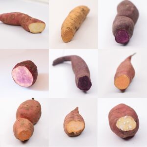 Sweet potato slip rainbow pack - get five slips of our choosing.