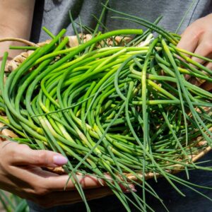 Organic Garlic Scapes (Bulk)