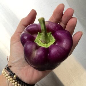 Organic Peppers, Purple