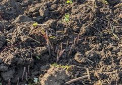 soil with sprouts of fall rye coming up to cover the ground over winter