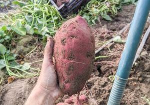 kate holding a beautiful magenta sweet potato fresh harvested