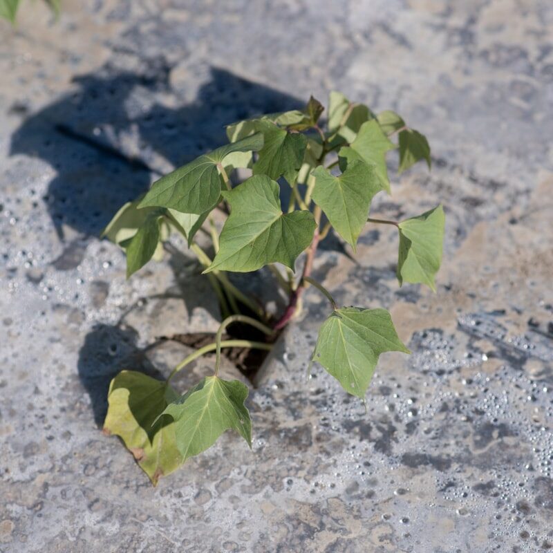 sweet potato slips planted in the ground available for pickup in Ottawa